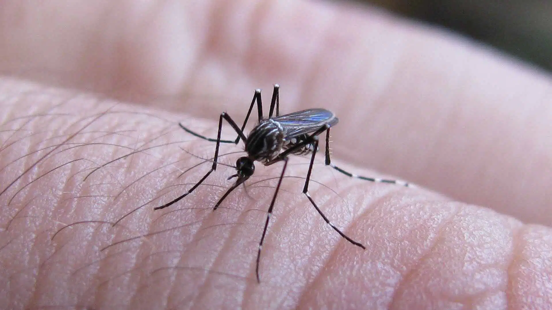 Casos dengue en Pilar