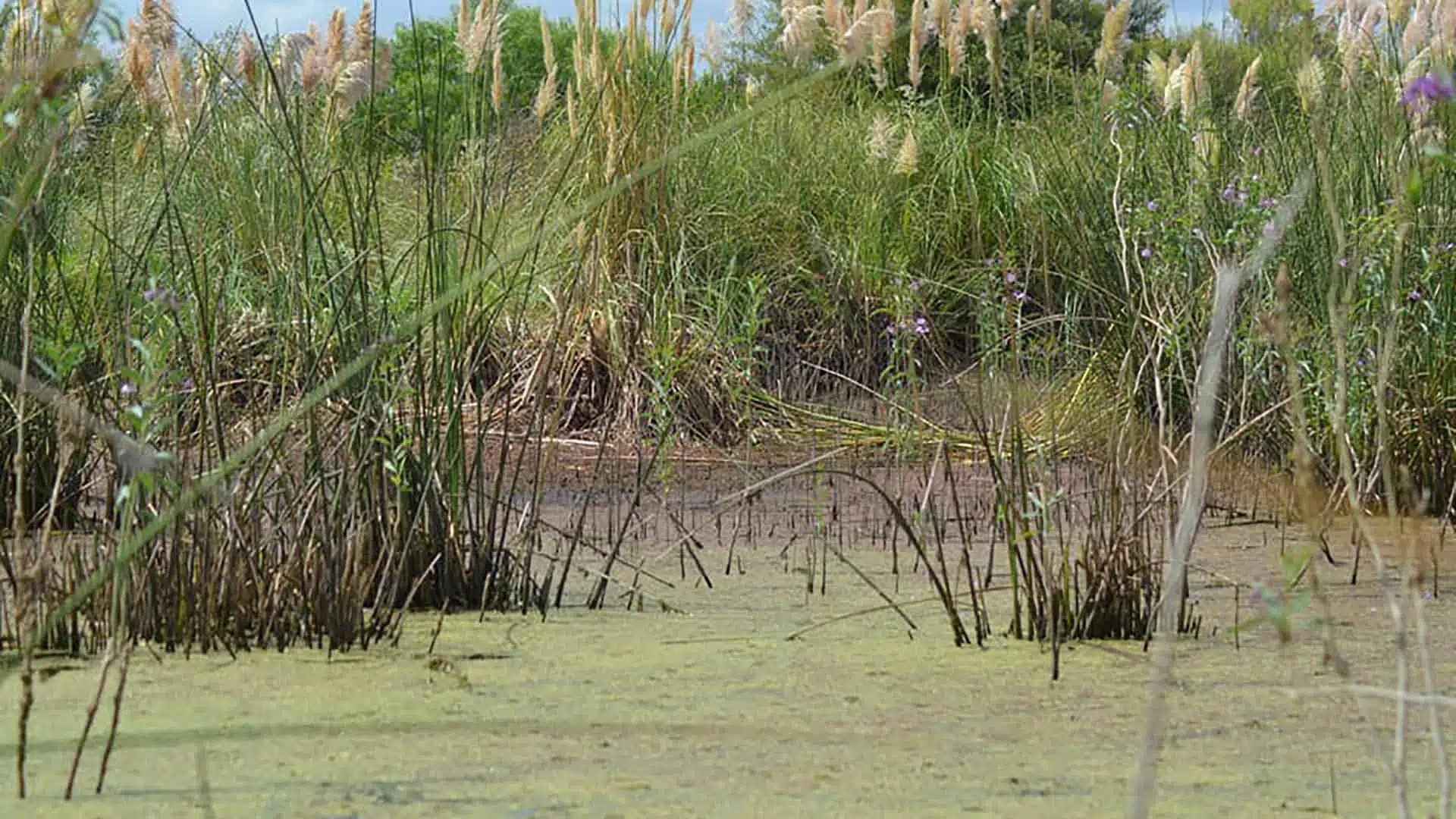 Día Mundial del Medio Ambiente La Reserva Natural invita a reflexionar