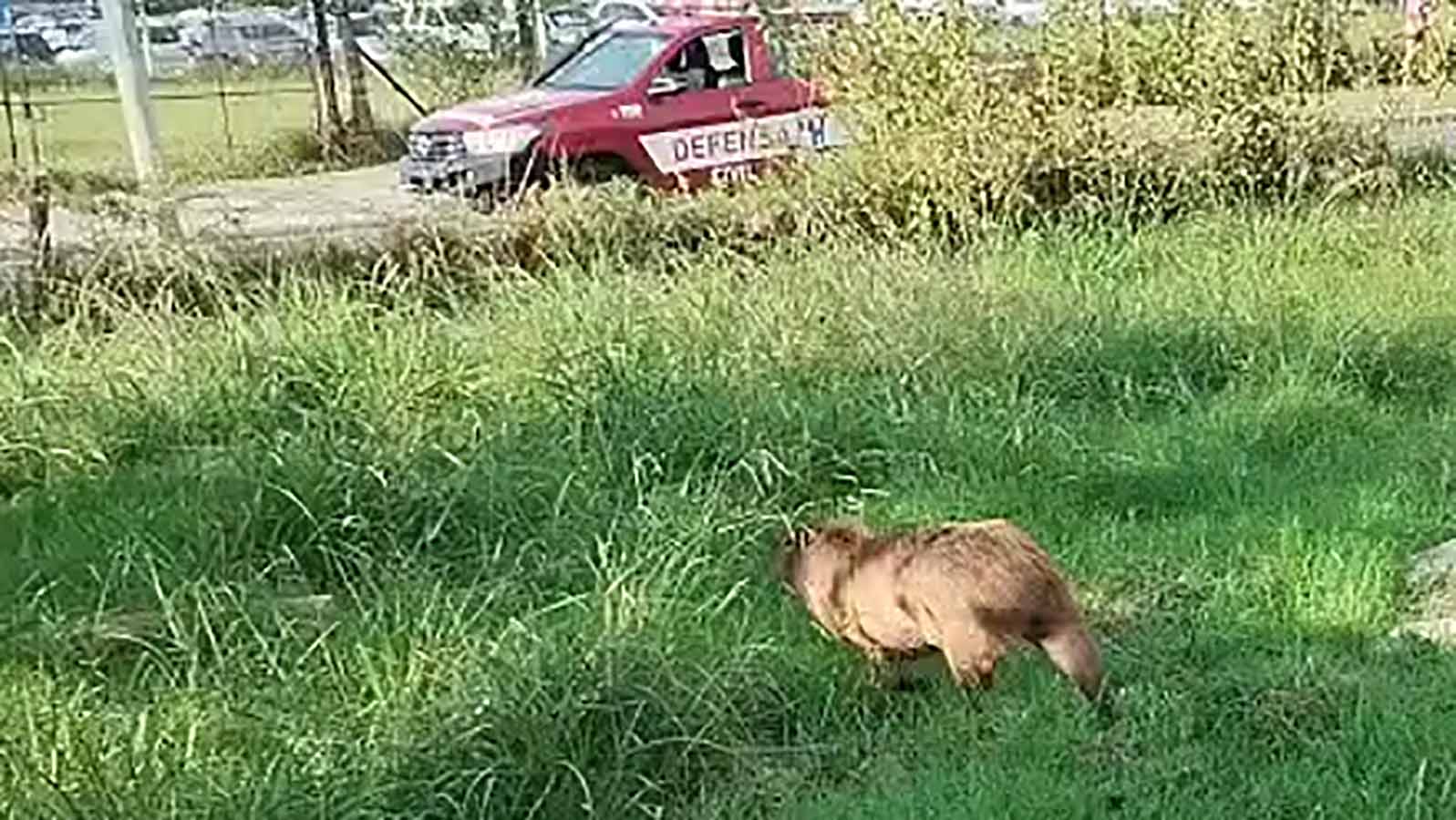 Rescataron a un carpincho en pleno centro de Pilar