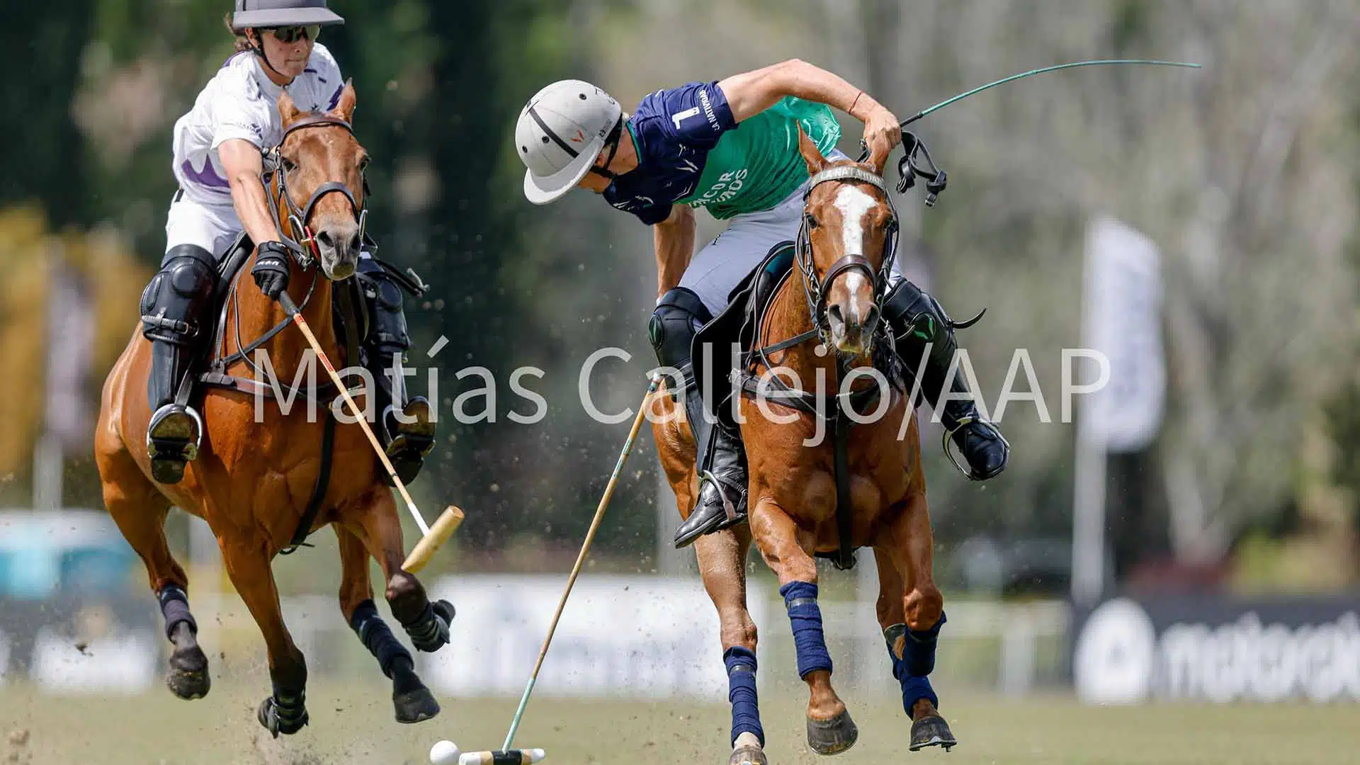 Polo Tortugas
