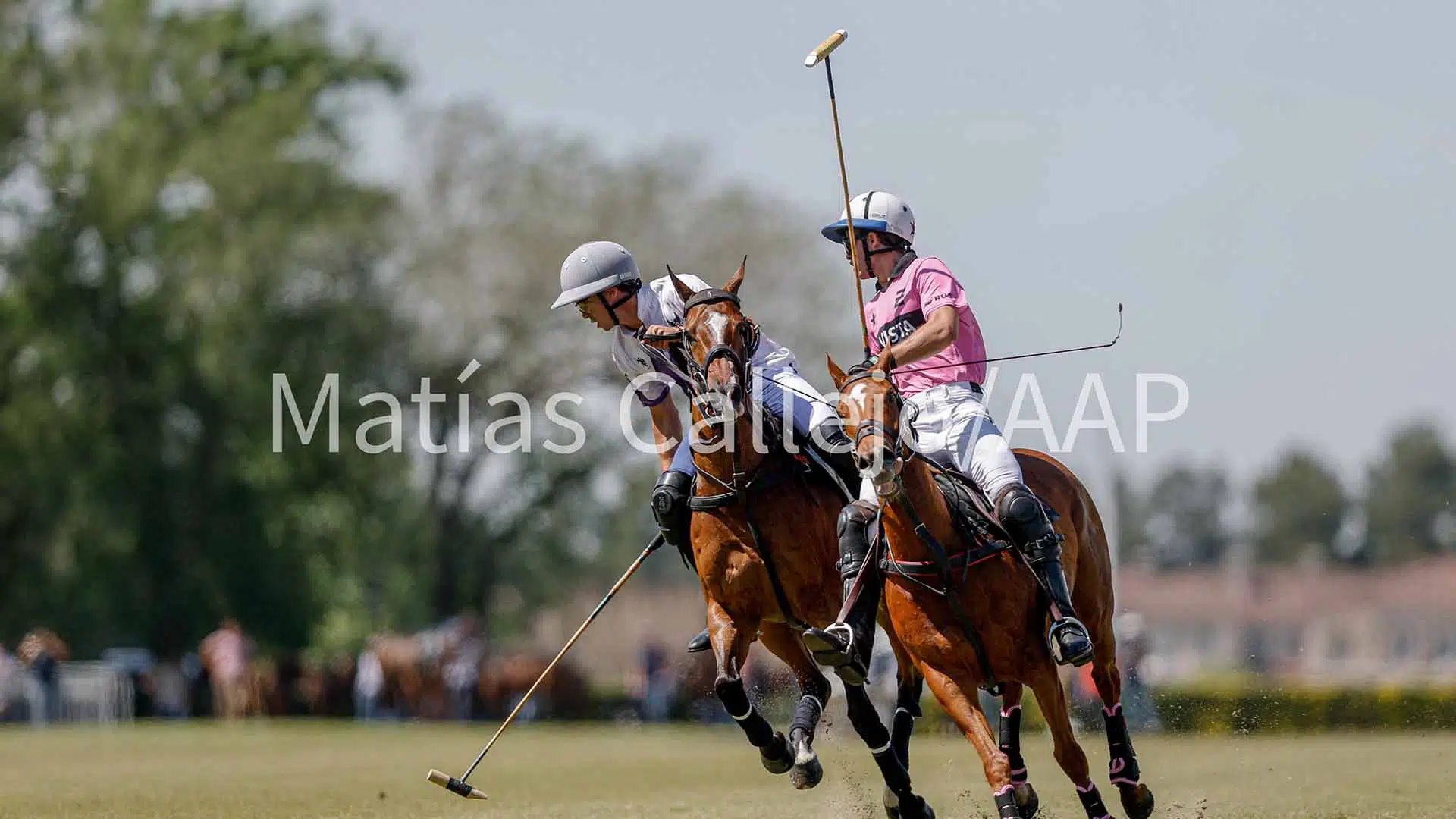 Polo Tortugas