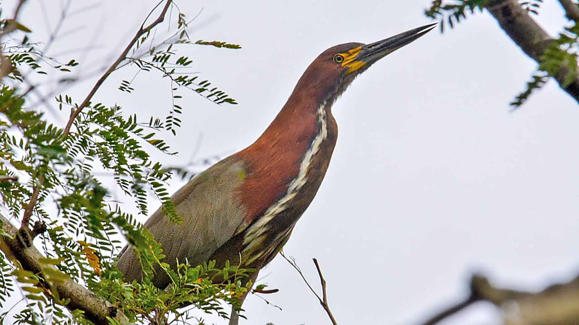 Observación aves Reserva