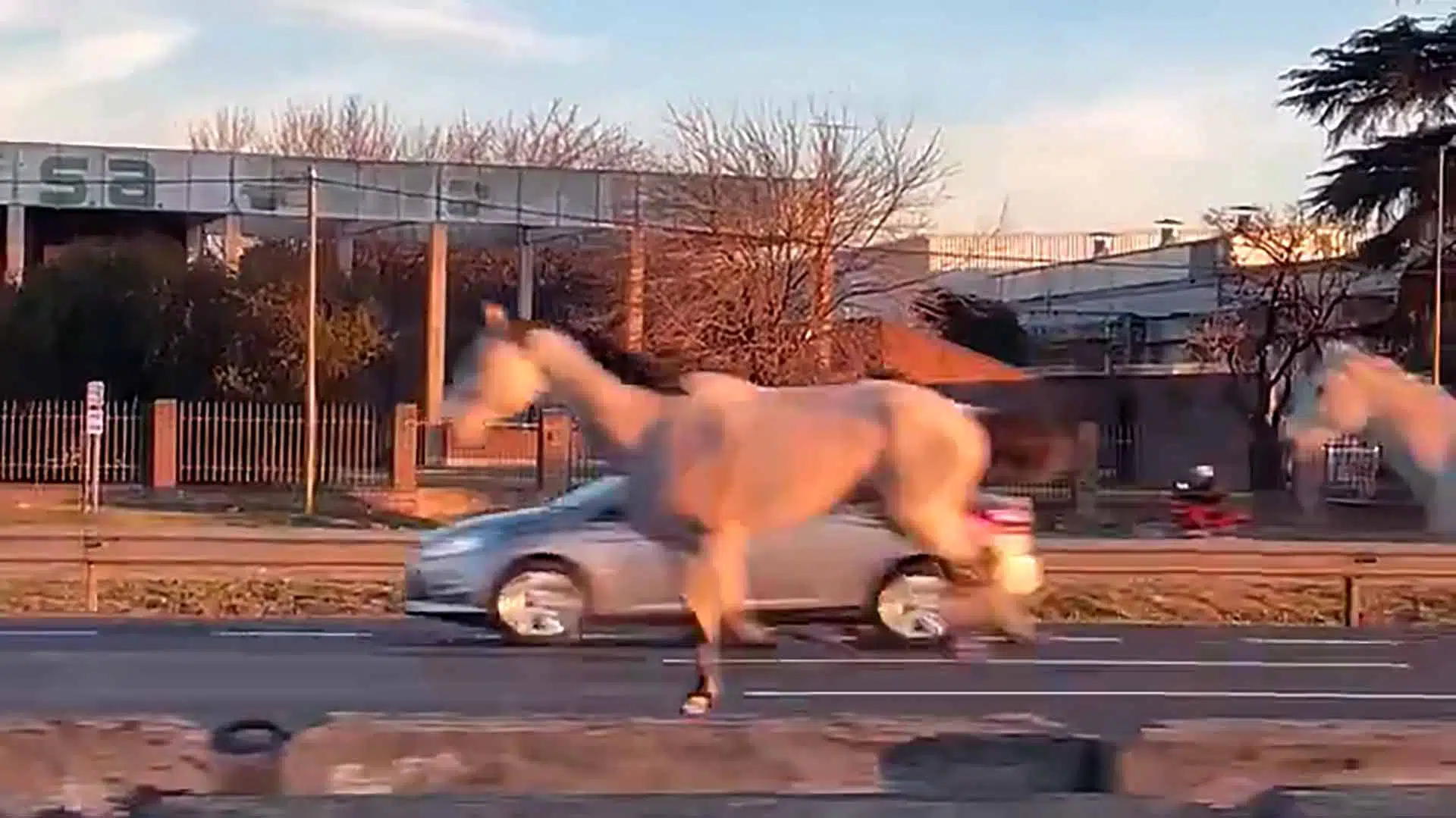 Caballos Panamericana