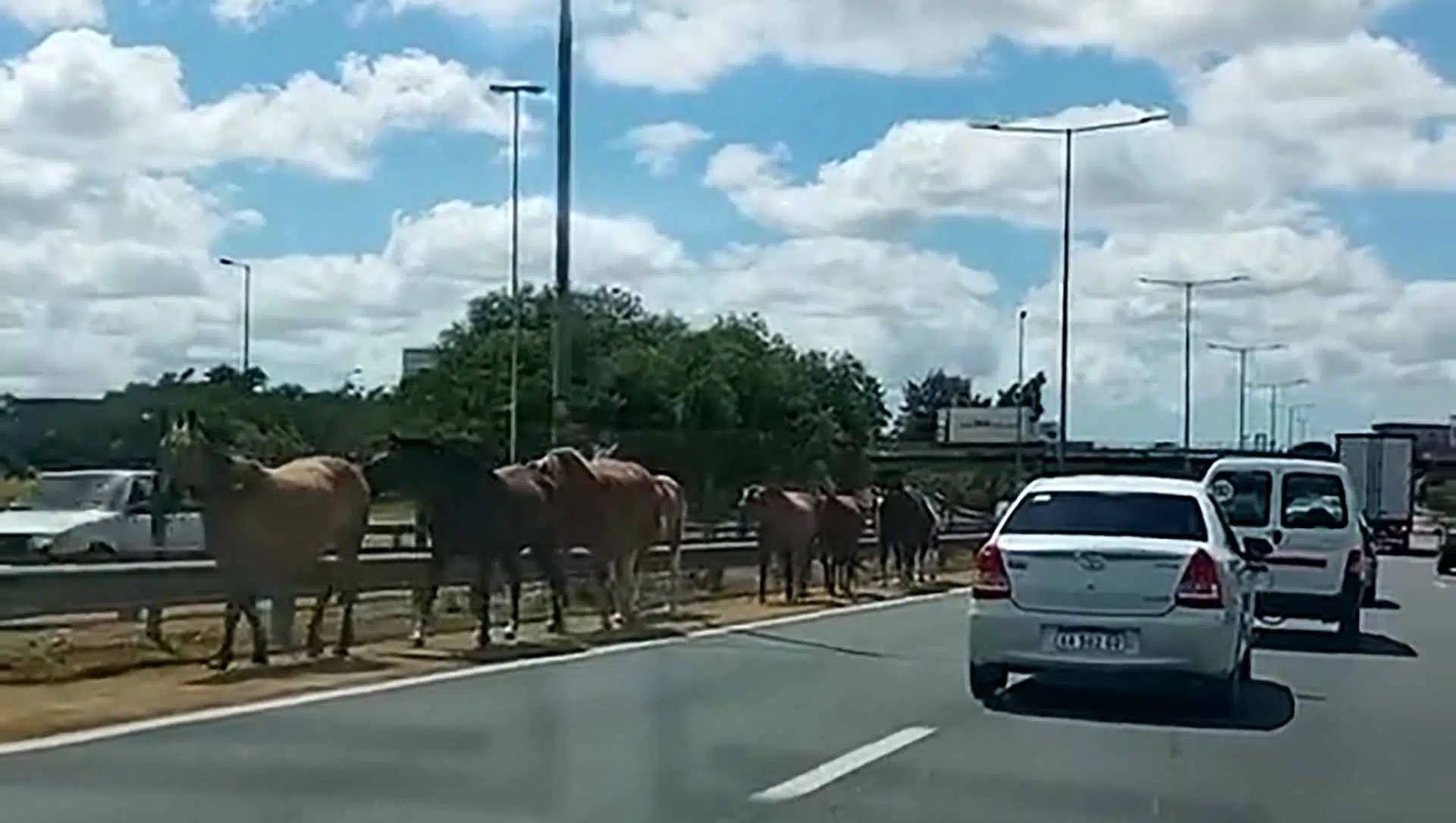 Caballos Panamericana