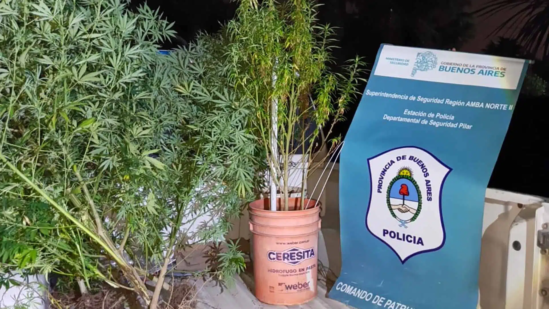 Cultivo marihuana Alberti