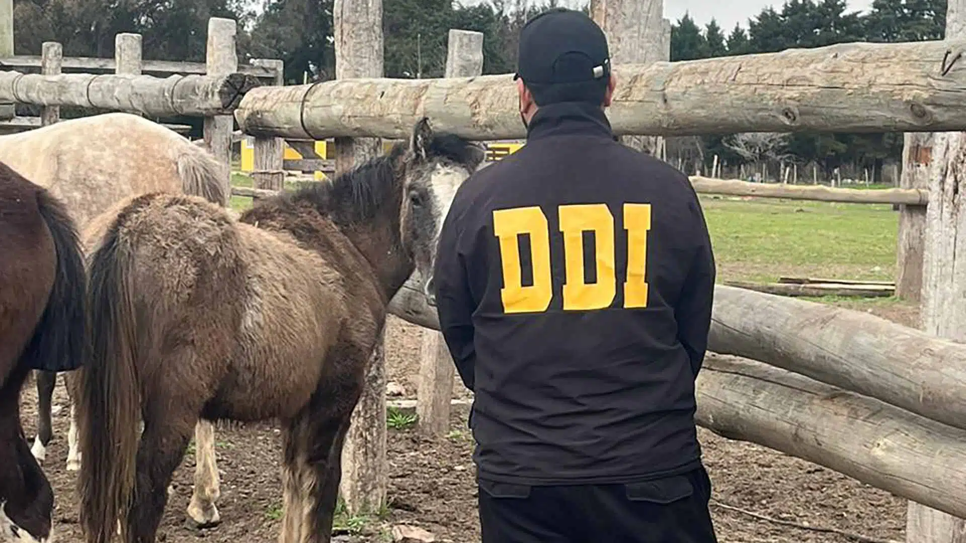 Detenido robo caballos