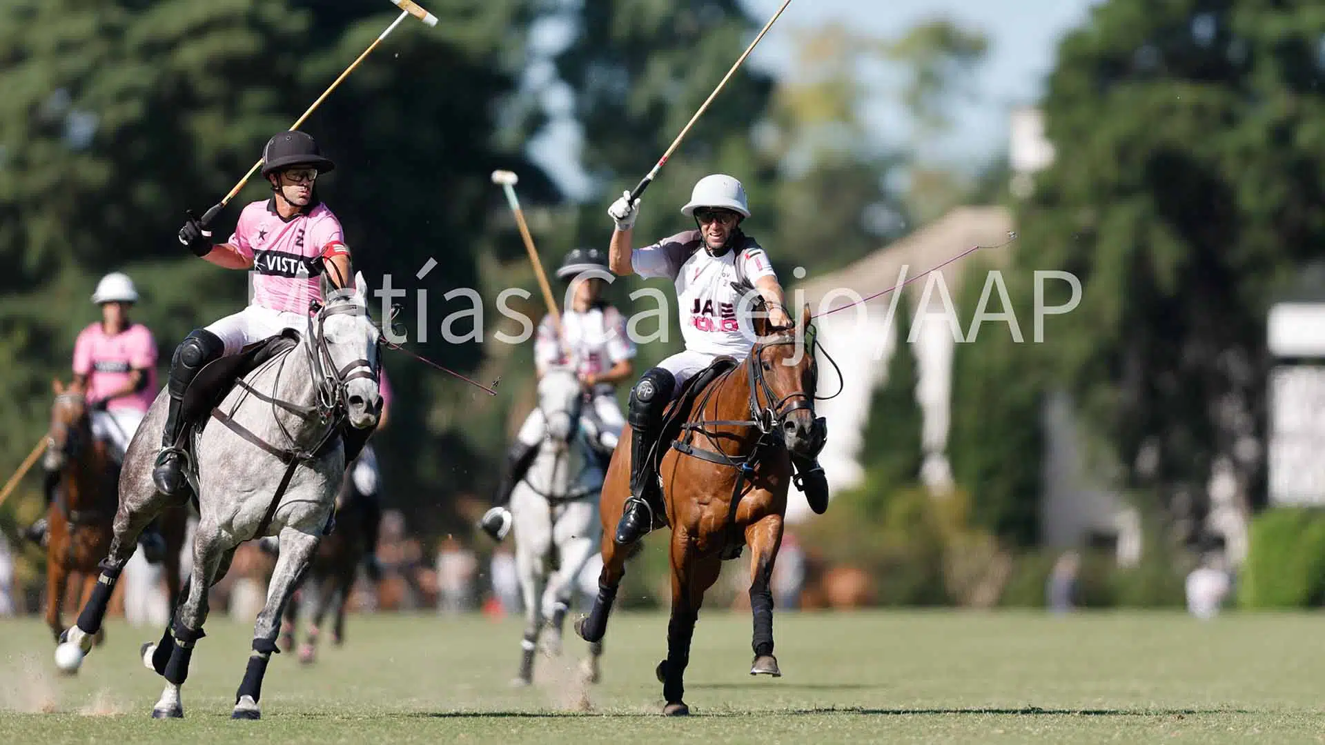 Polo Tortugas