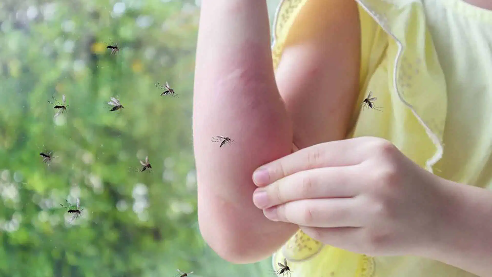 Invasión mosquitos