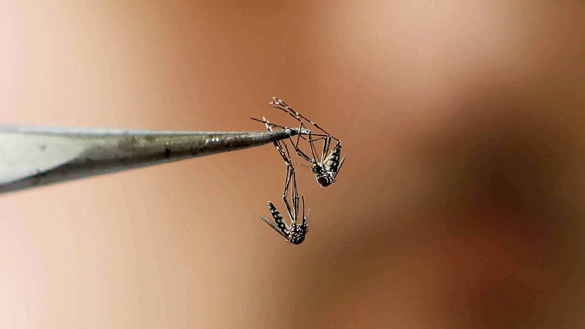 Vacunación dengue